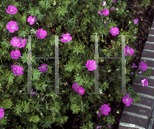 Picture of Geranium sanguineum 'Cedric Morris'