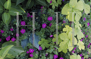 Picture of Geranium sanguineum 'Ankum's Pride'