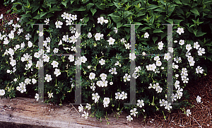 Picture of Geranium sanguineum 'Album'