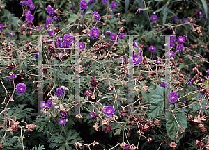 Picture of Geranium pratense 'Plenum Flore'