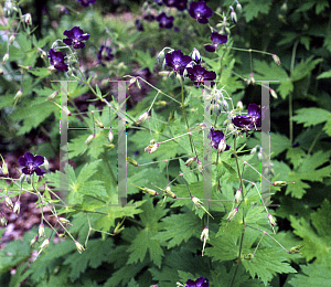 Picture of Geranium phaeum 'Lily Lovell'