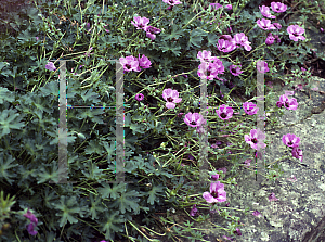 Picture of Geranium cinereum 'Lawrence Flatman'