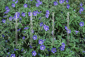 Picture of Geranium  'Brookside'