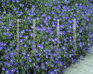 Picture of Geranium  'Brookside'