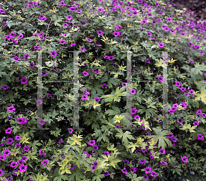 Picture of Geranium albanum 'Ann Folkard'