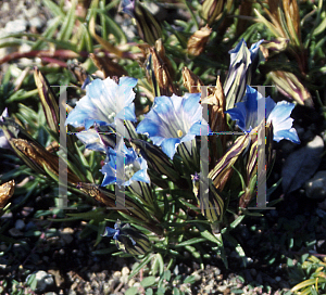 Picture of Gentiana  'Drake's Strain'