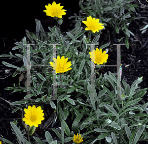 Picture of Gazania  'Lolitta'