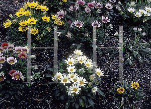 Picture of Gazania  'Klondyke Mix'