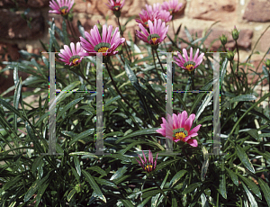 Picture of Gazania  'Freddy'