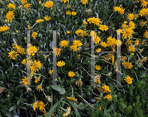 Picture of Gazania  'Double Orange'