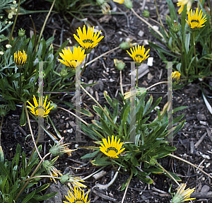 Picture of Gazania  'Dorothy'