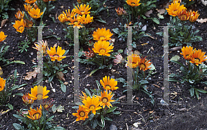 Picture of Gazania rigens 'Daybreak Bright Orange'