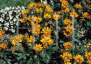 Picture of Gazania rigens 'Daybreak Bright Orange'