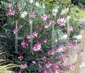 Picture of Oenothera lindheimeri 'Siskiyou Pink'