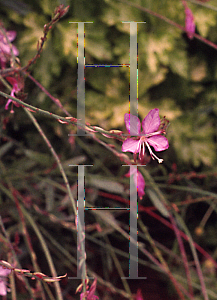 Picture of Gaura  'Crimson Butterfly'