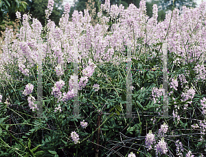 Picture of Galega officinalis (Hartlandii Group) 