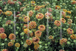 Picture of Gaillardia pulchella 'Sundance Bicolor'