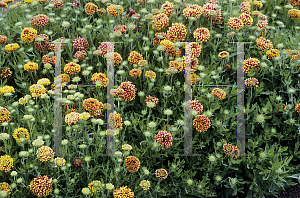 Picture of Gaillardia pulchella 'Sundance Bicolor'