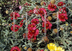 Picture of Gaillardia x grandiflora 'Burgundy'