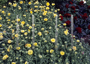 Picture of Gaillardia aristata 'Yellow Queen'