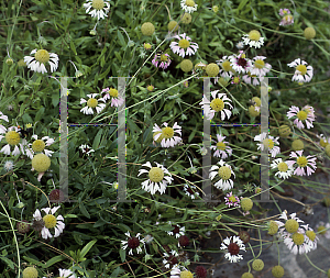 Picture of Gaillardia aestivalis var. winklerii 