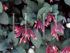 Picture of Fuchsia x 'Kornelle'