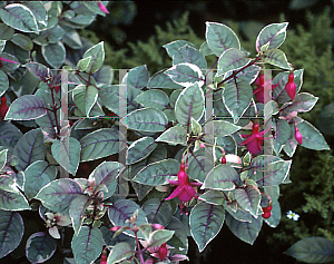 Picture of Fuchsia x 'Pink Veins'