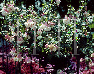 Picture of Fuchsia x 'Nancy Lou'