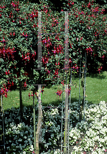 Picture of Fuchsia x 'Mrs. Popple'