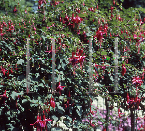 Picture of Fuchsia x 'Mrs. Popple'