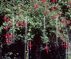 Picture of Fuchsia x 'Marinka'