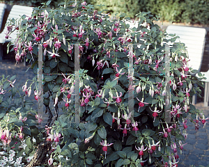 Picture of Fuchsia x 'Celia Smedley'