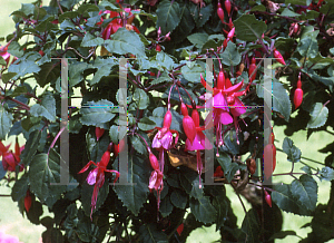 Picture of Fuchsia x 'Beacon'