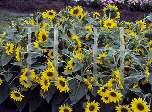 Picture of Helianthus annuus 'Pacino'