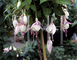 Picture of Fuchsia x 'Annabelle'