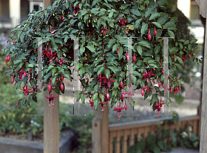 Picture of Fuchsia x 'Angel Earrings'