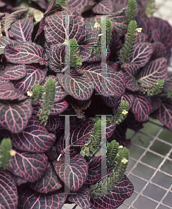 Picture of Fittonia verschaffeltii 