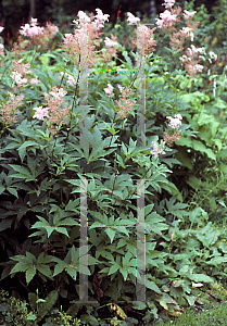 Picture of Filipendula rubra 