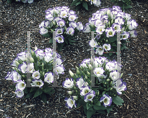 Picture of Eustoma grandiflorum 'Sapphire Blue Chip'