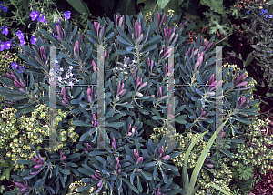 Picture of Euphorbia  'Jade Dragon'