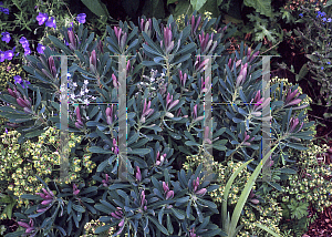 Picture of Euphorbia  'Jade Dragon'