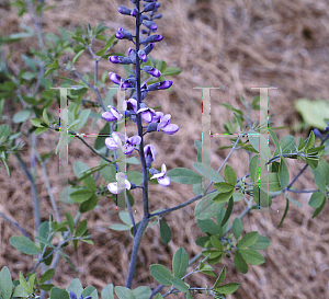 Picture of Baptisia  'Purple Smoke'