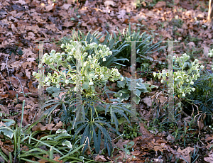 Picture of Helleborus foetidus 