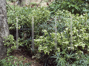 Picture of Helleborus foetidus 