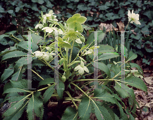 Picture of Helleborus argutifolius 