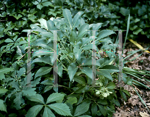 Picture of Helleborus argutifolius 