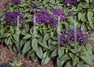 Picture of Heliotropium arborescens 'Marine'