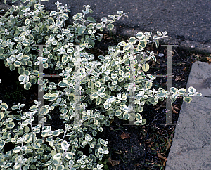 Picture of Helichrysum petiolare 'Variegatum'