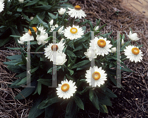 Picture of Helichrysum bracteatum 'Sundaze White'