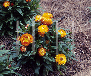 Picture of Helichrysum bracteatum 'Sundaze Bronze'